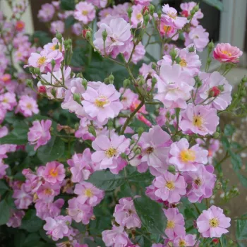 INTERLAV – malvenrosa Parkrose - Ilsink