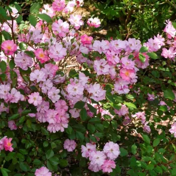 Zartes Malvenrosa, das beim Verblassen in einen sanften lilafarbenen Ton übergeht. - parkrose - sehr schwacher, kaum wahrnehmbarer duft rose - aromabeschreibung nicht verfügbar