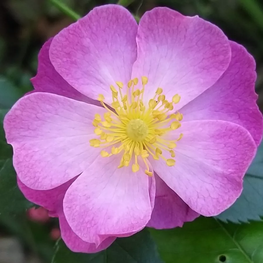 Vrtnica brez vonja - Roza - Interlav - vrtnice online