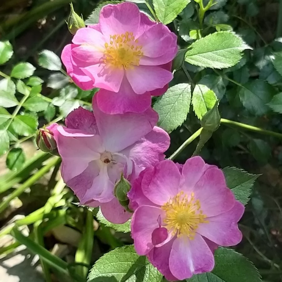 Rosales arbustivos - Rosa - Interlav - comprar rosales online