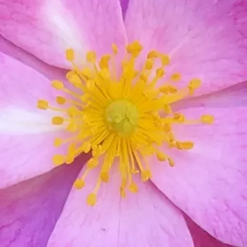 Rózsák webáruháza. - rózsaszín - parkrózsa - nem illatos rózsa - Interlav - (120-240 cm)