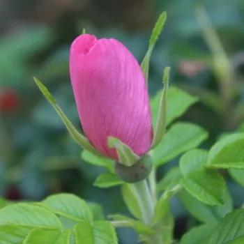 DAGMAR HASTRUP – rosa Wildrose - Hastrup