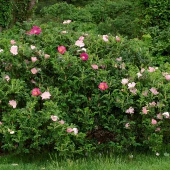 Gleichmäßig mittelrosa Blütenblätter, die zur Mitte hin allmählich heller werden. - wilde rose - stark duftende, gut wahrnehmbare rose - markant, rugosa-typisch