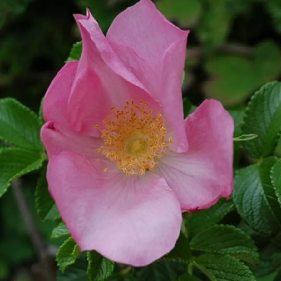 Vadrózsa - Rózsa - Dagmar Hastrup - online rózsa vásárlás
