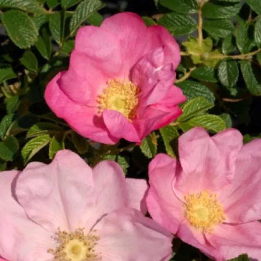 Rosales silvestres - Rosa - Dagmar Hastrup - comprar rosales online
