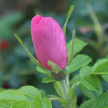 Rosa Dagmar Hastrup - rózsaszín - vadrózsa