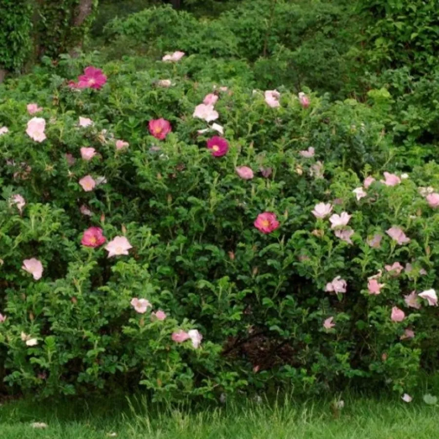 Bukietowe - Róża - Dagmar Hastrup - sadzonki róż sklep internetowy - online