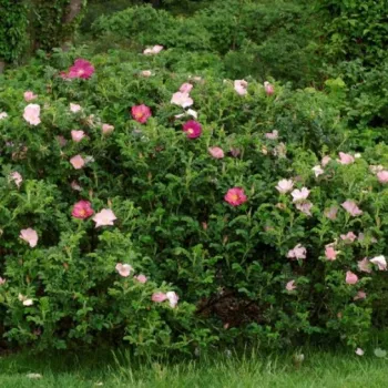 Rózsaszín - vadrózsa - intenzív illatú rózsa - vanilia aromájú
