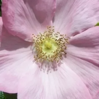 Online rózsa vásárlás - rózsaszín - vadrózsa - intenzív illatú rózsa - vanilia aromájú - Dagmar Hastrup - (70-150 cm)