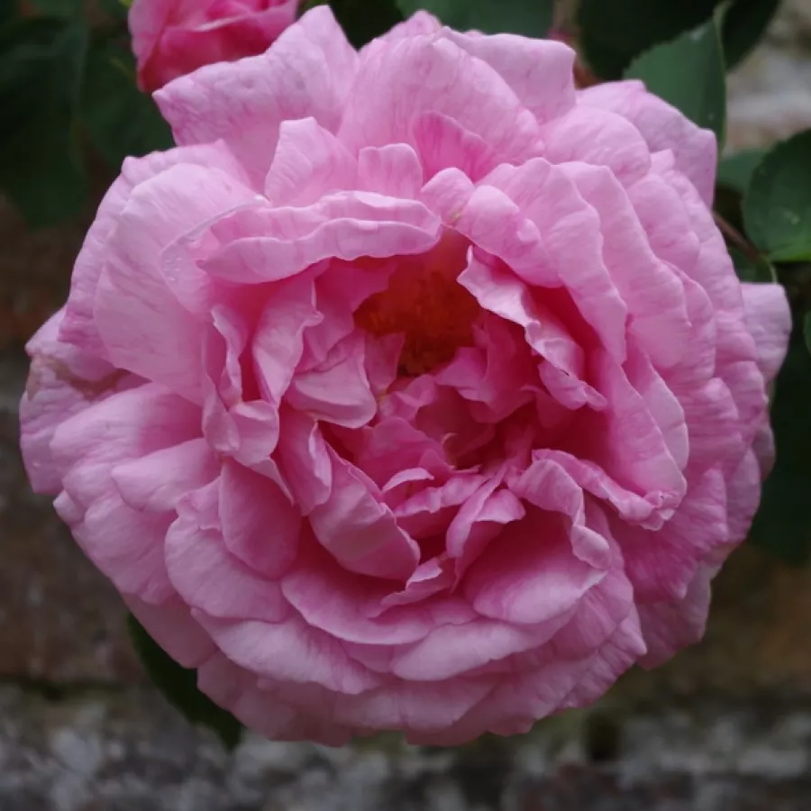 Climber, futó rózsa - Rózsa - Constance Spry - online rózsa vásárlás