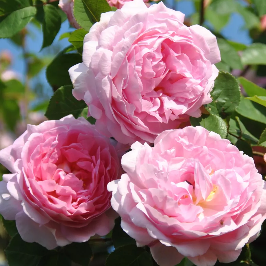 Climber, futó rózsa - Rózsa - Constance Spry - kertészeti webáruház