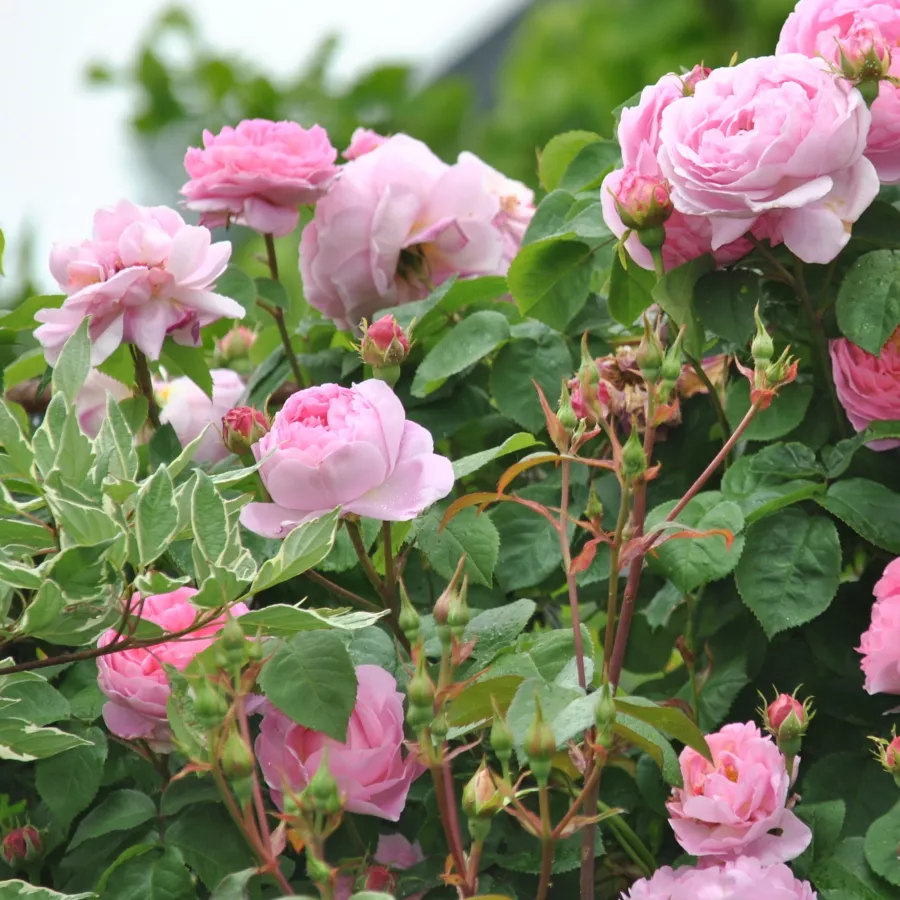 Gömbölyded - Rózsa - Constance Spry - kertészeti webáruház