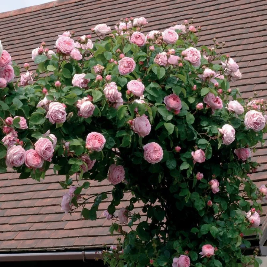 Tömvetelt virágú - Rózsa - Constance Spry - online rózsa vásárlás