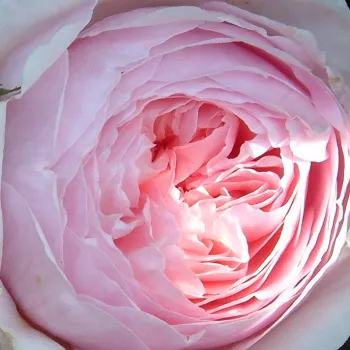 Online rózsa kertészet - rózsaszín - climber, futó rózsa - intenzív illatú rózsa - -- - Constance Spry - (150-300 cm)