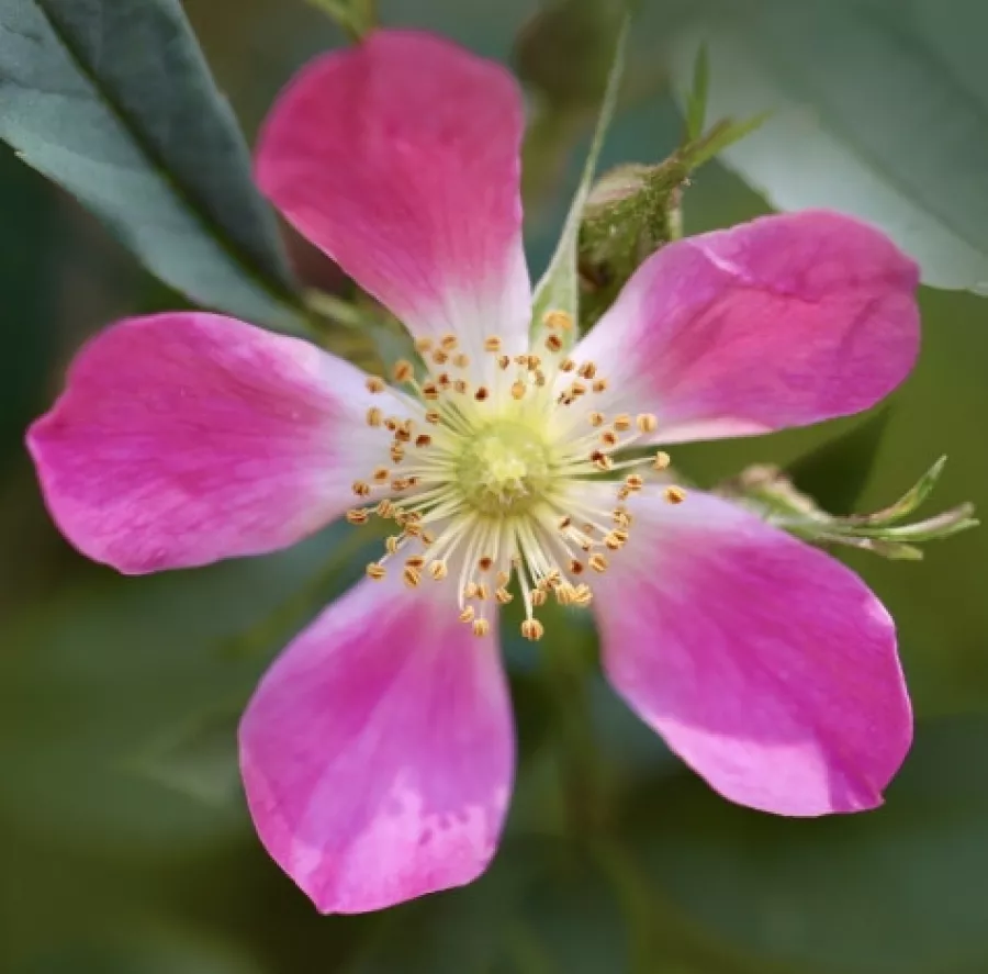Umiarkowanie pachnąca róża - Róża - Rubrifolia - sadzonki róż sklep internetowy - online