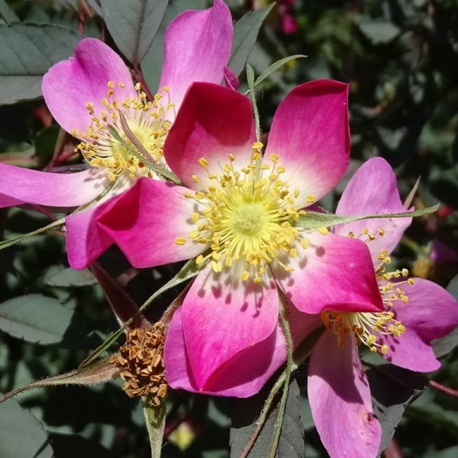 Wildrose - Rosen - Rubrifolia - rosen online kaufen