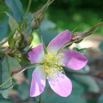 Rosa Rubrifolia - rózsaszín - fehér - vadrózsa