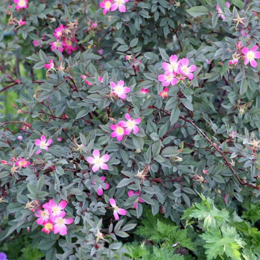 Strauß - Rosen - Rubrifolia - rosen onlineversand