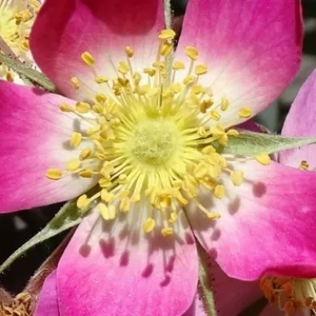 Online rózsa kertészet - rózsaszín - fehér - vadrózsa - közepesen illatos rózsa - vanilia aromájú - Rubrifolia - (150-350 cm)