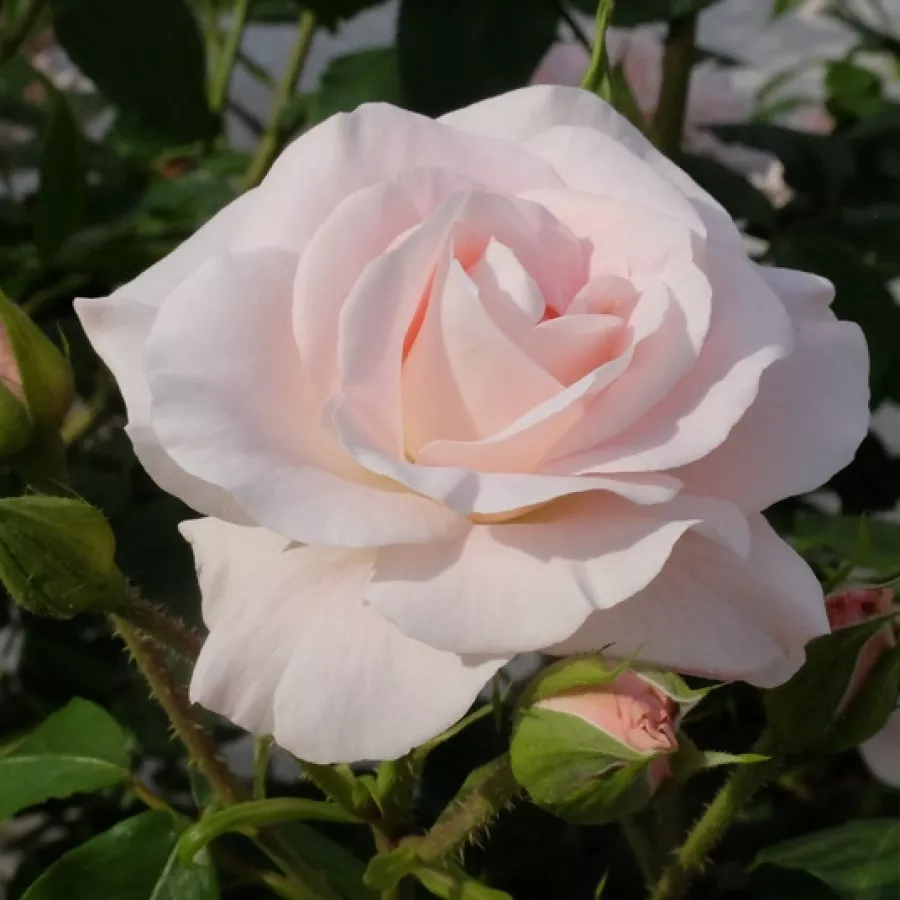Rose ohne duft - Rosen - Papa Francesco - rosen onlineversand