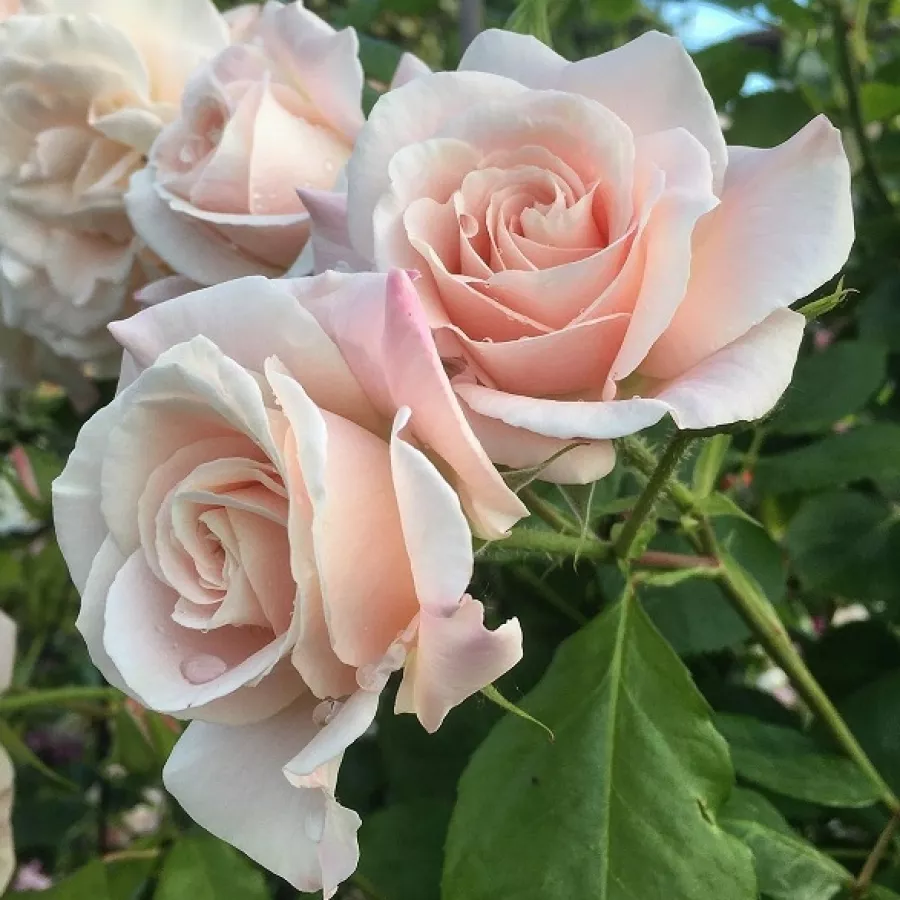 Climber, vrtnica vzpenjalka - Roza - Papa Francesco - vrtnice - proizvodnja in spletna prodaja sadik
