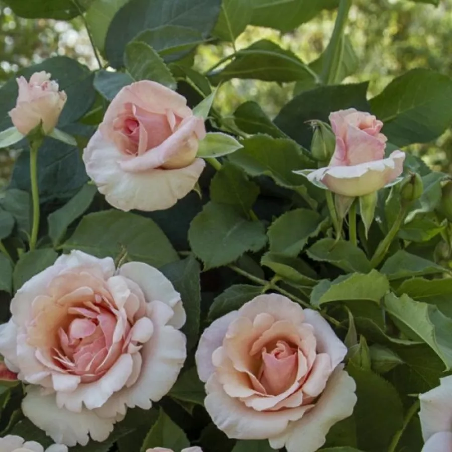 šaličast - Ruža - Papa Francesco - sadnice ruža - proizvodnja i prodaja sadnica