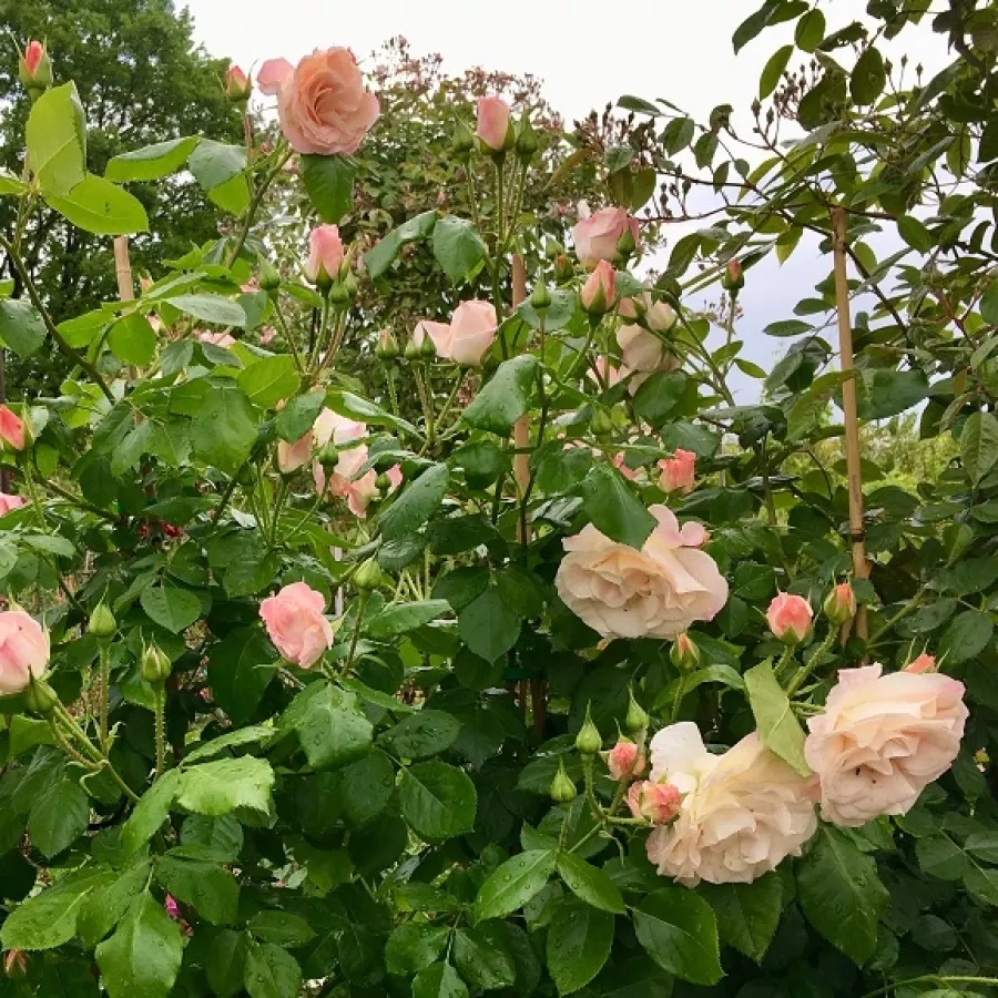 Bukietowe - Róża - Papa Francesco - sadzonki róż sklep internetowy - online