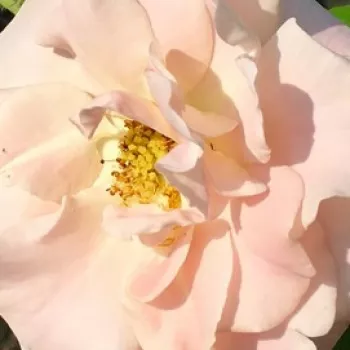 Rózsa rendelés online - rózsaszín - climber, futó rózsa - nem illatos rózsa - Papa Francesco - (150-300 cm)
