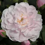 Rózsaszín - történelmi - noisette rózsa - Online rózsa vásárlás - Rosa Blush Noisette - közepesen illatos rózsa - gyümölcsös aromájú