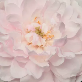 Rózsa kertészet - rózsaszín - történelmi - noisette rózsa - Blush Noisette - közepesen illatos rózsa - gyümölcsös aromájú - (120-200 cm)