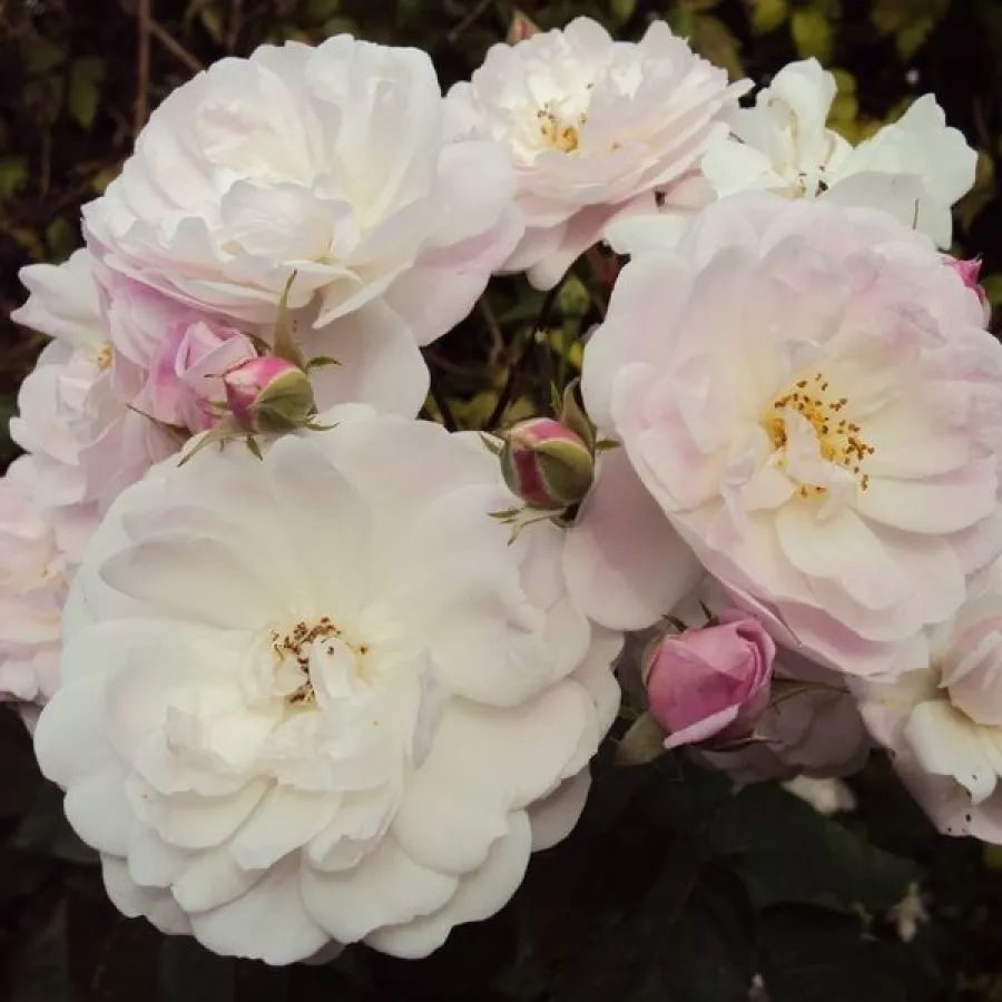 Rosa - Rosa - Blush Noisette - Produzione e vendita on line di rose da giardino