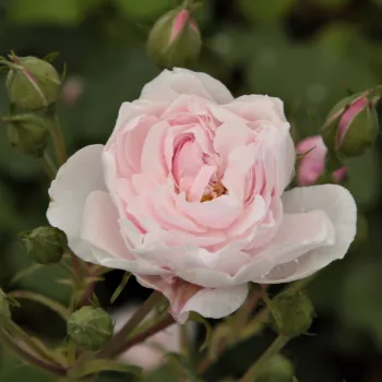 Rosa Blush Noisette - roz - trandafiri pomisor - Trandafir copac cu trunchi înalt – cu flori mărunți