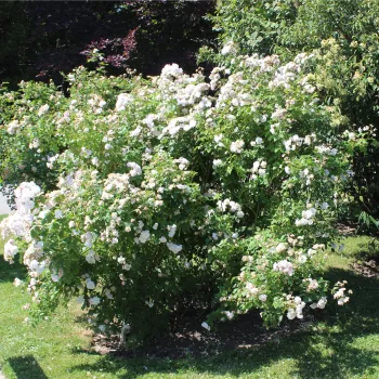 Rosa, später weiße blüten - noisette rosen   (120-200 cm)