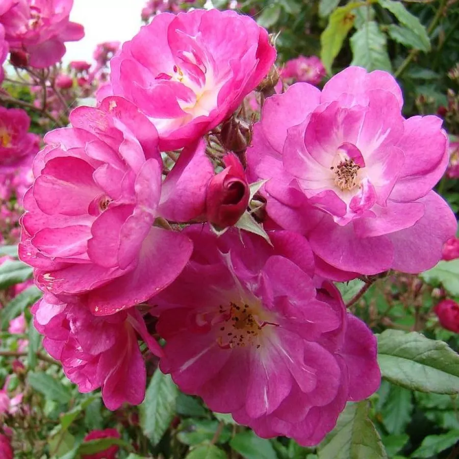 Climber, penjačica - Ruža - Dentelle de Bruxelles - sadnice ruža - proizvodnja i prodaja sadnica