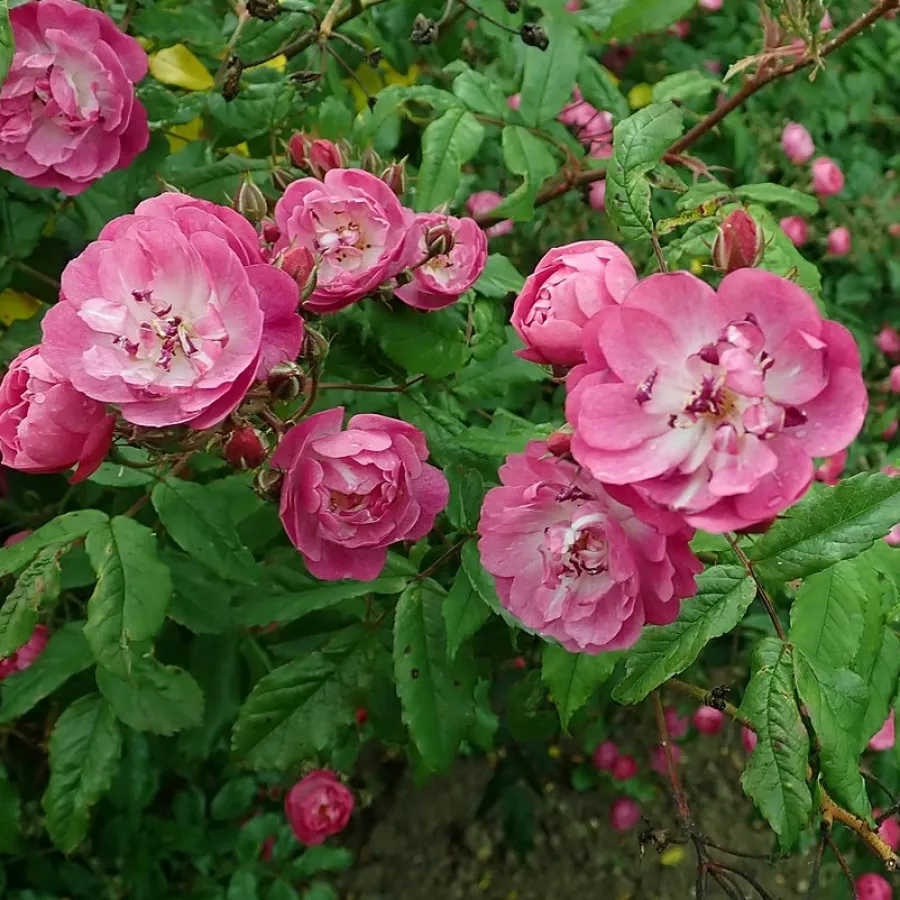 Rózsaszín - Rózsa - Dentelle de Bruxelles - online rózsa vásárlás