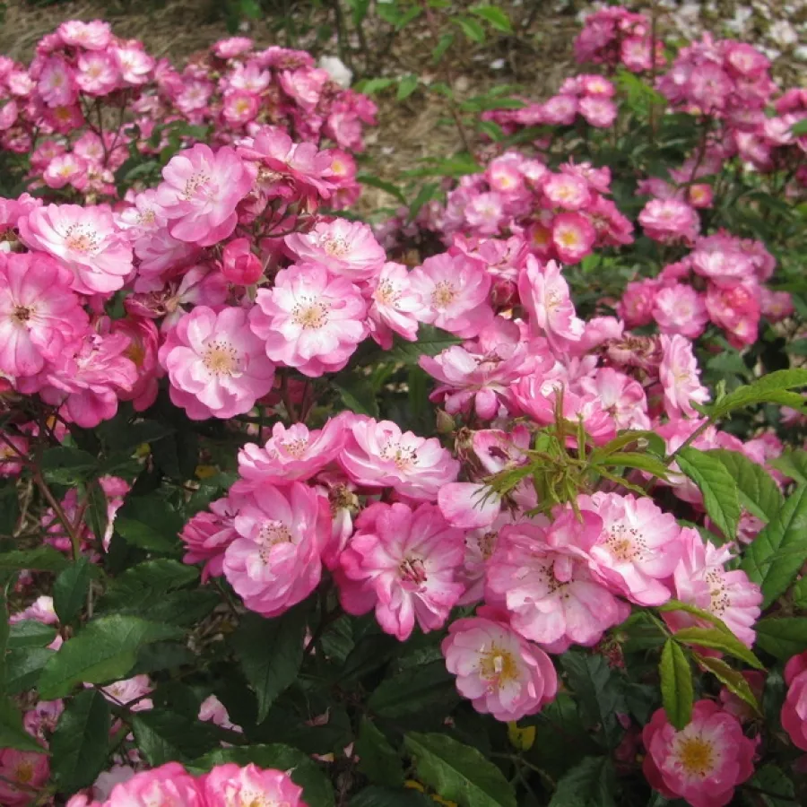 Félig telt virágú - Rózsa - Dentelle de Bruxelles - online rózsa vásárlás