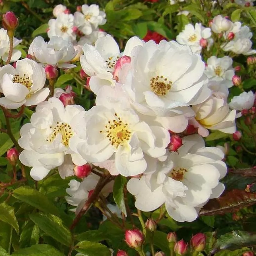 Weiß - Rosen - Dentelle de Bruges - rosen online kaufen