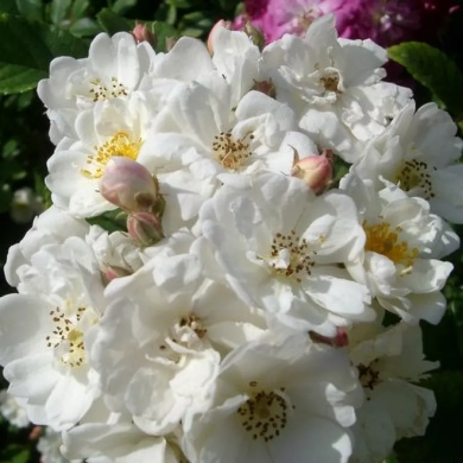 Róża parkowa - Róża - Dentelle de Bruges - sadzonki róż sklep internetowy - online
