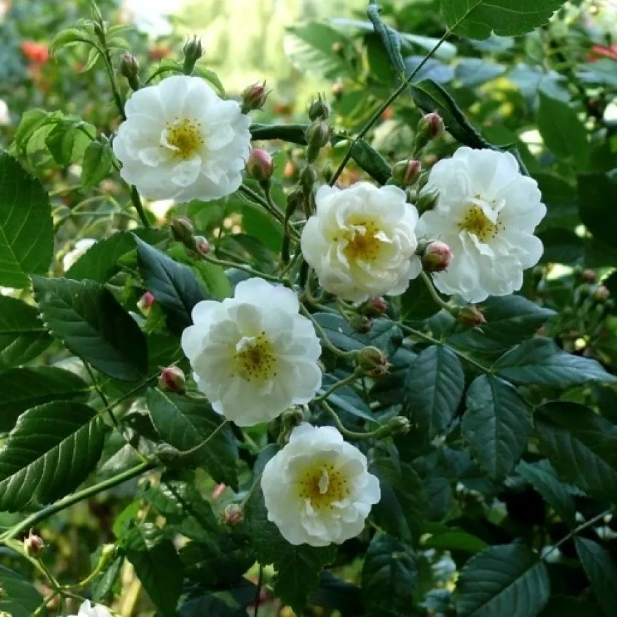 Fehér - Rózsa - Dentelle de Bruges - online rózsa vásárlás