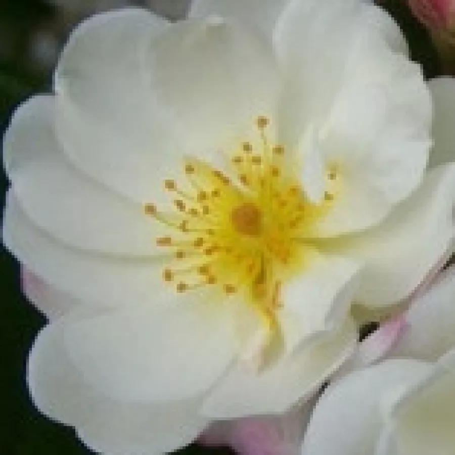 Lapos - Rózsa - Dentelle de Bruges - online rózsa vásárlás