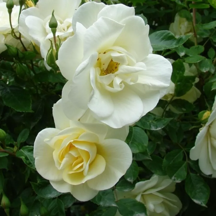 Rumena - Roza - Tall Story - vrtnice - proizvodnja in spletna prodaja sadik