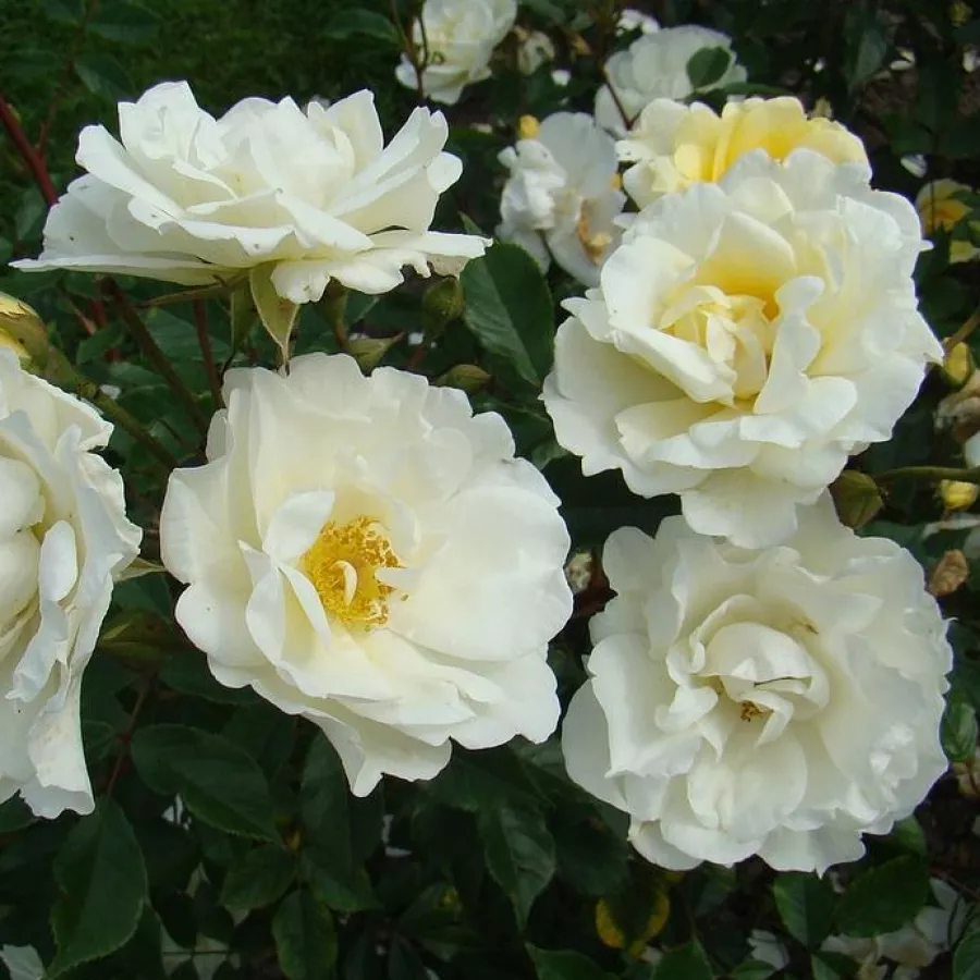 Róża parkowa - Róża - Tall Story - sadzonki róż sklep internetowy - online
