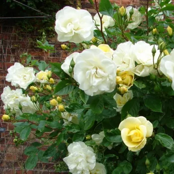 Rosa Tall Story - rumena - parkovna vrtnica