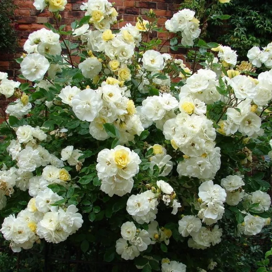 Bukietowe - Róża - Tall Story - sadzonki róż sklep internetowy - online