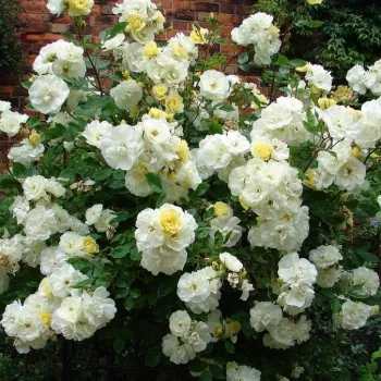 Svetlo rumena - parkovna vrtnica - intenziven vonj vrtnice - -