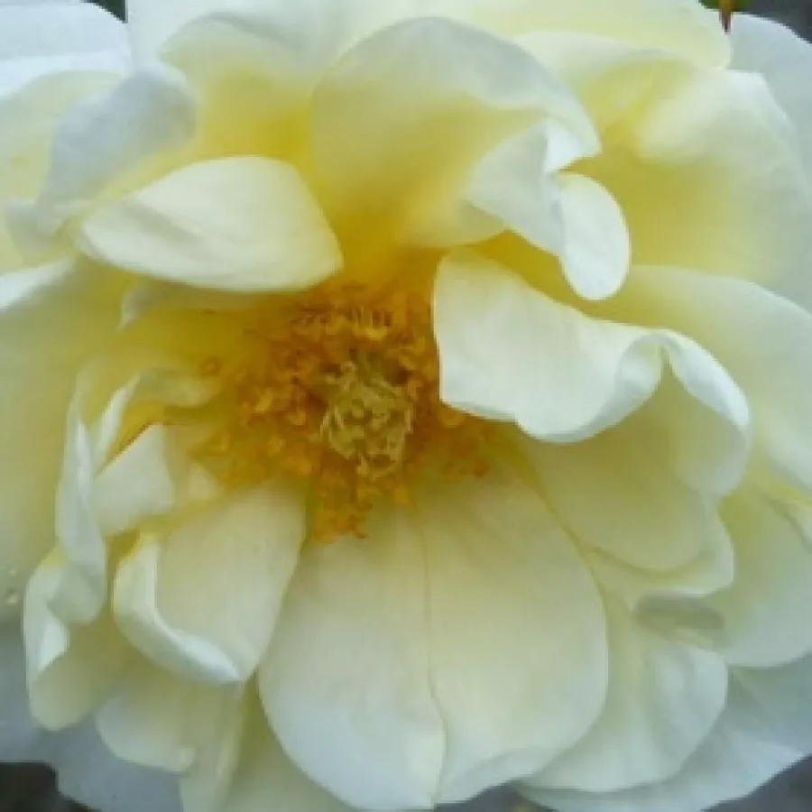 Csésze - Rózsa - Tall Story - online rózsa vásárlás