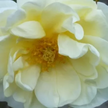 Rózsa kertészet - sárga - parkrózsa - intenzív illatú rózsa - -- - Tall Story - (120-150 cm)