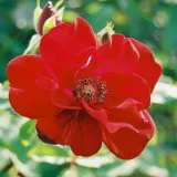 Ruža floribunda za gredice - ruža diskretnog mirisa - - - sadnice ruža - proizvodnja i prodaja sadnica - Rosa Ville d'Ettelbruck - jarko crvena