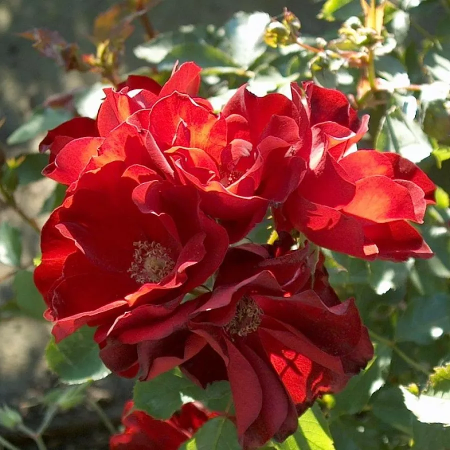 Ruža floribunda za gredice - Ruža - Ville d'Ettelbruck - sadnice ruža - proizvodnja i prodaja sadnica