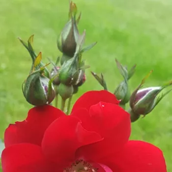 Rosa Ville d'Ettelbruck - jarko crvena - ruža floribunda za gredice